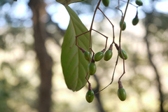 Alseodaphne semecarpifolia var. angustifolia